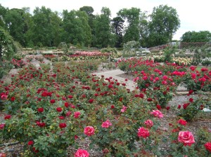 2011-10-23 Adelaide Botanics 3