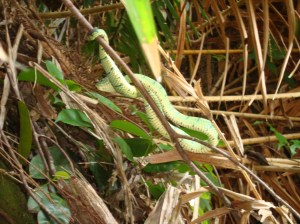 2014-04-21 Bako Nat Park 29