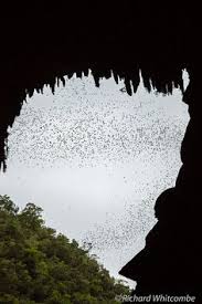 bats from cave