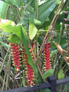 exotic flowers Riverside lodge