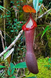 king Edward pitcher plant