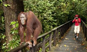Orangutan at Sepilok rehabilitation centre