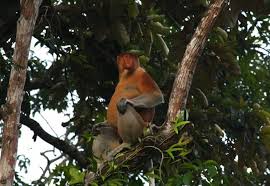 proboscus in tree