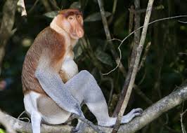 proboscus monkey