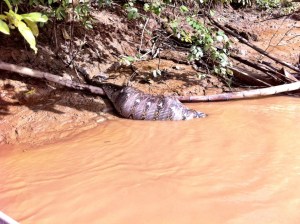 python eating wild pig
