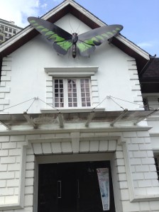 Rajah Brooke butterfly on museum