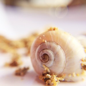 shell and sand trudi