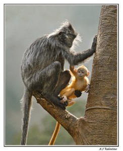 silver tailed langor