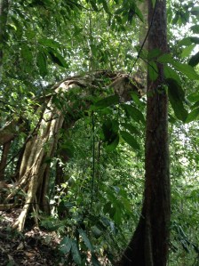 tree in jungle