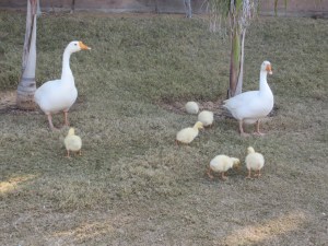 2015-02-12 Pushkar 06 Pushkar