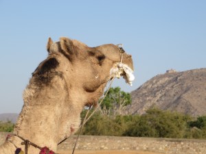 2015-02-13 Pushkar 48 Pushkar Camel safari