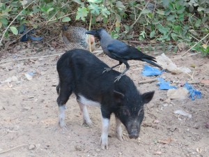 2015-02-28 Goa 01 Benaulim