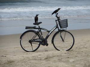 2015-03-01 Goa 02 Benaulim crows