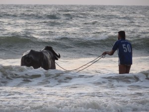 2015-03-02 Goa 03 Benaulim