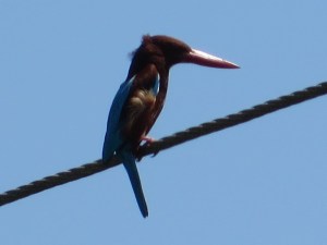 2015-03-03 Goa 01 Benaulim