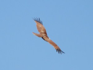 2015-03-05 Goa 07 River Sal Brahminy kite