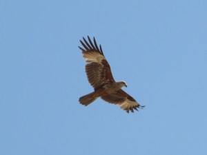 2015-03-06 Goa 03 Benaulim Brahminy kite