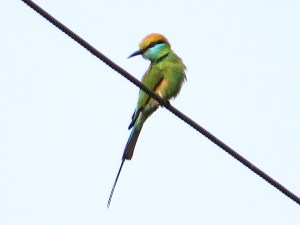 2015-03-09 Goa 08 Benaulim Green bee eater