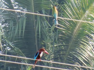 2015-03-09 Goa 20 Benaulim