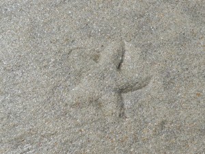 2015-03-15 Goa 01 Benaulim