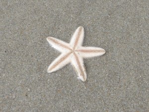 2015-03-15 Goa 02 Benaulim