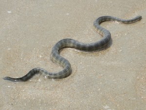 2015-03-15 Goa 25 Benaulim