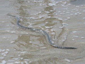 2015-03-15 Goa 26 Benaulim