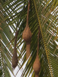 2015-03-24 Goa 05 Benaulim Yellow baya weaver bird nest