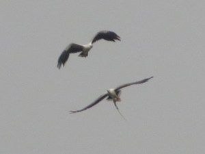 2015-03-24 Goa 18 Benaulim White bellied sea eagle