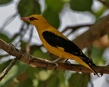 220px-Eurasian_Golden_Oriole_(Oriolus_oriolus)-_kundoo_race-_Male_at_Secunderabad_W_IMG_6714