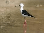 black winged stork