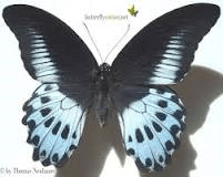 blue mormon butterfly
