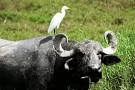 cattle egrets