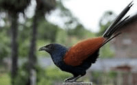 crow pheasant or greater coucal