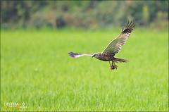 female marsh harrier