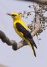 golden oriole