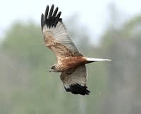 marsh harrier