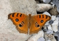 peacock pansy butterfly