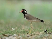 red wattled lapwing