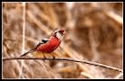 rose finch