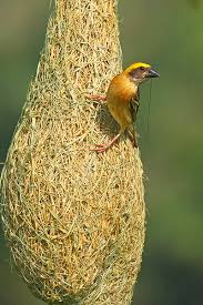 yellow baya weaver