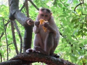 2015-03-30 Goa 36 Bhagwan Mahaveer Nat Park