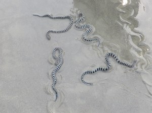 2015-03-31 Goa 16 Benaulim