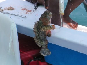 2015-04-01 Goa 21 Benaulim Stone fish