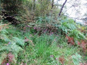2014-09-19 Ben Lomond 24