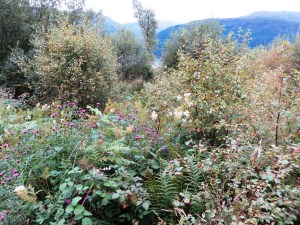 2014-09-19 Ben Lomond 25