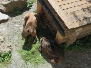 2015-08-31 National Park Hohe Tauern 32