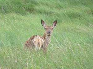 2006-06-27 Jura Island 11