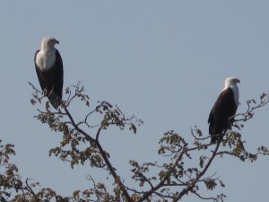 2016-08-16 Okavango 02d Fish Eagle