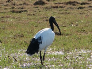 2016-08-16 Okavango 06b xx bird